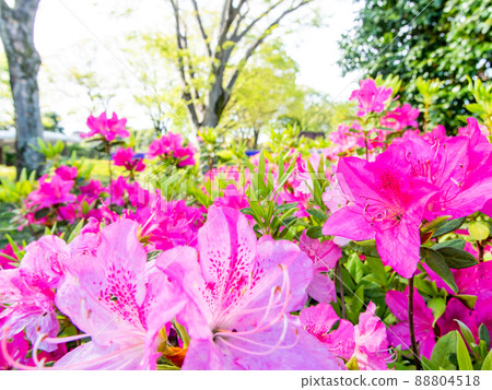 春天盛開的美麗杜鵑花 88804518