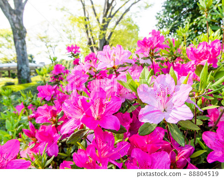 春天盛開的美麗杜鵑花 88804519