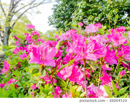 春天盛開的美麗杜鵑花 88804520