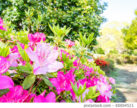 春天盛開的美麗杜鵑花 春天盛開的美麗杜鵑花 88804521