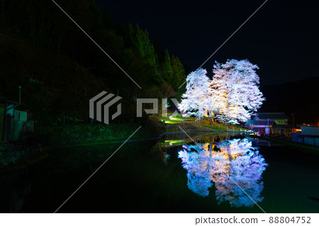 下呂的苗城櫻 88804752