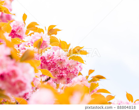 春天盛開的美麗雙櫻花 春天盛開的美麗雙櫻花 88804818