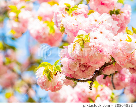 Beautiful double cherry blossoms in full bloom in spring Beautiful double cherry blossoms in full bloom in spring 88804858