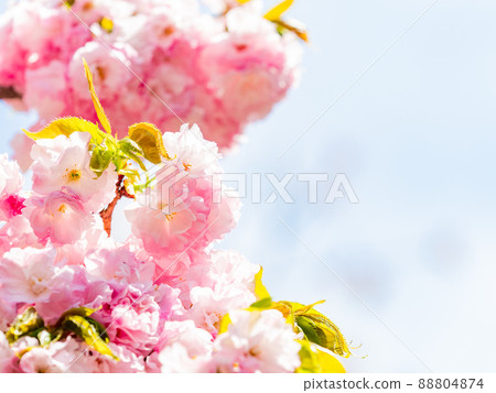 Beautiful double cherry blossoms in full bloom in spring 88804874
