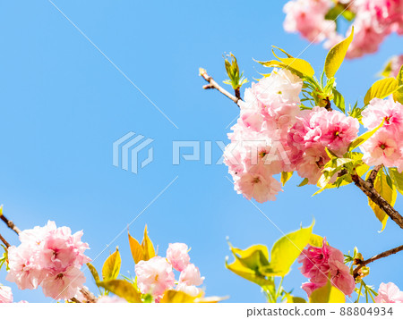 Beautiful double cherry blossoms in full bloom in spring 88804934