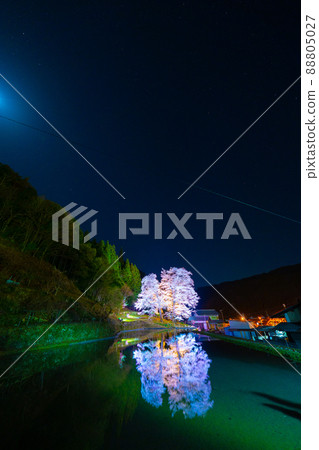 下呂的苗城櫻 88805027