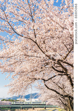 Kodama Senbonzakura and Hachiji Line 88805068