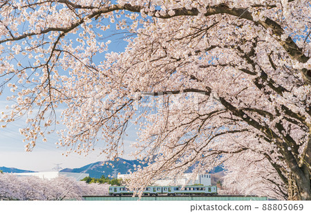 Kodama Senbonzakura and Hachiji Line 88805069