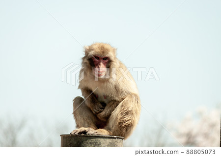 Japanese macaques staring at the outside world from the groves of Saruyama Japanese macaques staring at the outside world from the groves of Saruyama 88805073