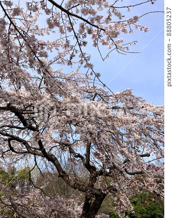 櫻花 櫻花 88805237