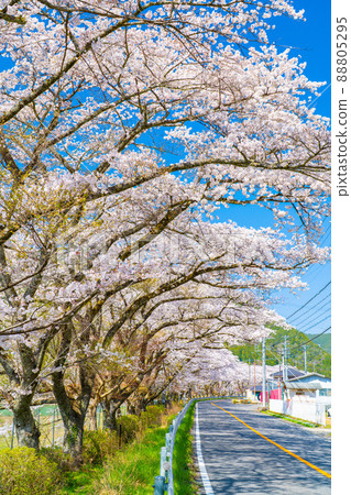 Sakura on the shore of Lake Yasaka 88805295