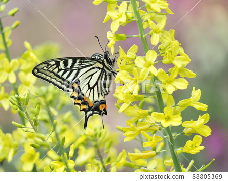 Japanese kale and swallowtail butterfly Japanese kale and swallowtail butterfly 88805369