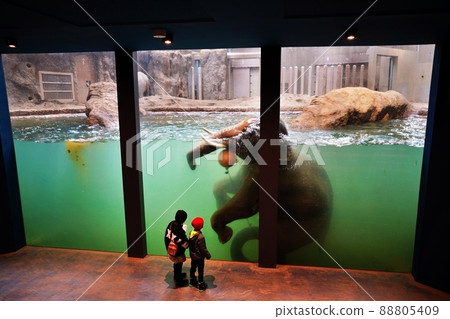 Sapporo City Maruyama Zoo Zosha (water stage) 88805409
