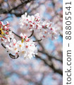 Cherry Blossoms	 88805541