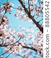Cherry Blossoms	 88805542