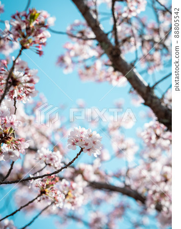 Cherry Blossoms Cherry Blossoms 88805542