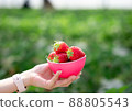 Strawberry  88805543
