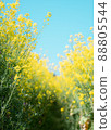 Rape blossoms 88805544