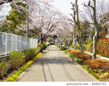 Cityscape promenade spring Cityscape promenade spring 88805791