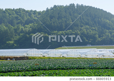 Vinyl house Furano, Hokkaido Vinyl house Furano, Hokkaido 88805913