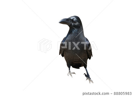 烏鴉, 鳥, 公雞 88805983