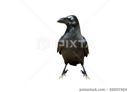 烏鴉, 鳥, 公雞 烏鴉, 鳥, 公雞 88805984