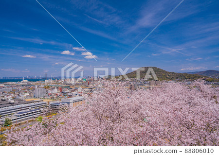 (香川縣)從櫻花盛開的丸龜城本丸看到的丸龜市容 (香川縣)從櫻花盛開的丸龜城本丸看到的丸龜市容 88806010