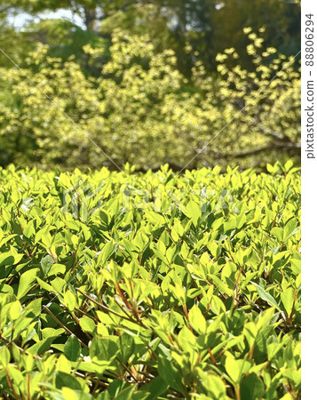Refreshing and bright fresh green leaves 88806294