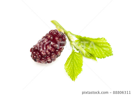 Black mulberry with green leaf isolated on white background Black mulberry with green leaf isolated on white background 88806311