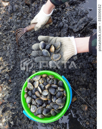 Children who enjoy clamor hunting Children who enjoy clamor hunting 88806682