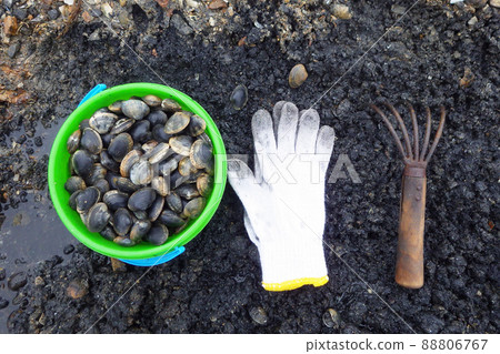 Clamming Clamming 88806767