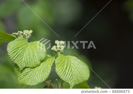 Viburnum buds and young leaves that have begun to grow [April] / Honeysuckle family 88806873