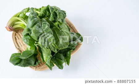小雞菠菜 小雞菠菜 88807155