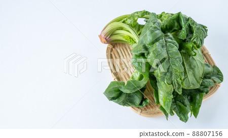 小雞菠菜 小雞菠菜 88807156