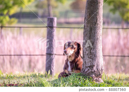在公園裡散步的寵物狗微型臘腸光滑 在公園裡散步的寵物狗微型臘腸光滑 88807360