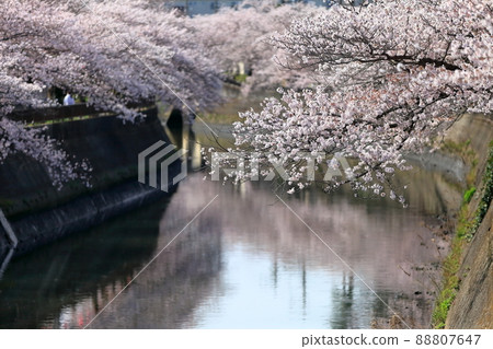 A row of cherry blossom trees along the Mana River (Ichikawa City, Chiba Prefecture) A row of cherry blossom trees along the Mana River (Ichikawa City, Chiba Prefecture) 88807647