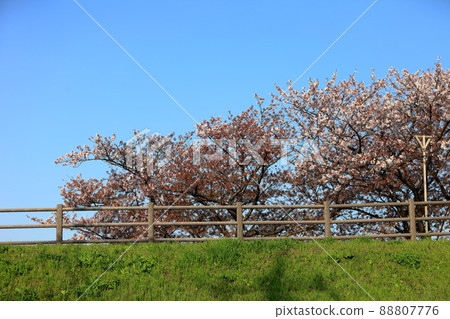 新中川沿岸的一排櫻花樹(東京都江戶川區) 新中川沿岸的一排櫻花樹(東京都江戶川區) 88807776