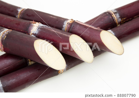 Sugar cane sweet potato 88807790