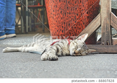 Sleeping cat Sleeping cat 88807828
