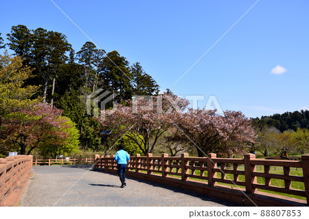 茨城縣水戶市偕樂園公園的花井橋 茨城縣水戶市偕樂園公園的花井橋 88807853