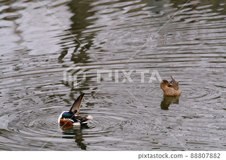 彥根城護城河裡的野鴨夫婦<滋賀/彥根> 彥根城護城河裡的野鴨夫婦<滋賀/彥根> 88807882