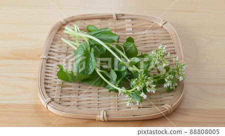 Flower buds of wasabi and mountain aoi 88808005
