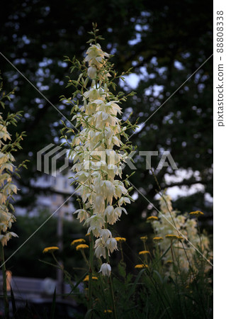 Yucca folamemntosa in the rays of the setting sun. Yucca folamemntosa in the rays of the setting sun. 88808338