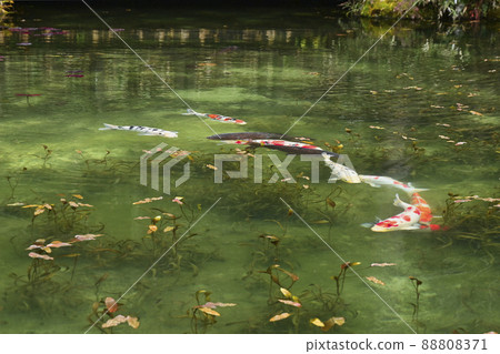 Nameless Pond (Monet's Pond) 88808371