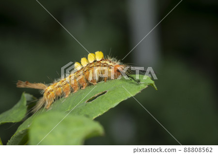 caterpillar on green leaf background in animal/wild nature background 88808562