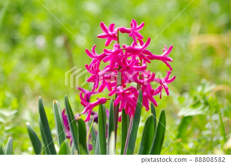 Hyacinth of pink color Hyacinth of pink color 88808582