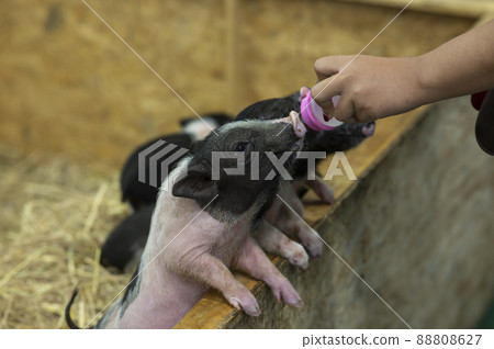 hand feeding piglets feeding milk in a bottle hand feeding piglets feeding milk in a bottle 88808627