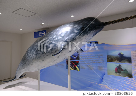 海遊館的特別展覽 88808636