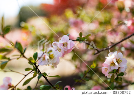 Mizuho Eco Park, Mizuho-cho, Tokyo Blurred flowers Mizuho Eco Park, Mizuho-cho, Tokyo Blurred flowers 88808792