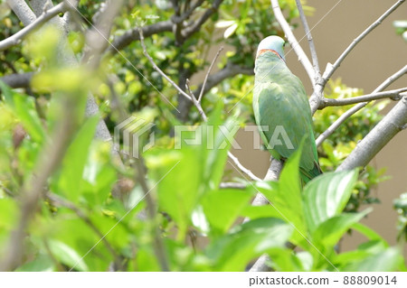 Back view of the rose-ringed parakeet 88809014
